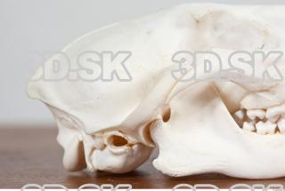 Skull photo reference 0024